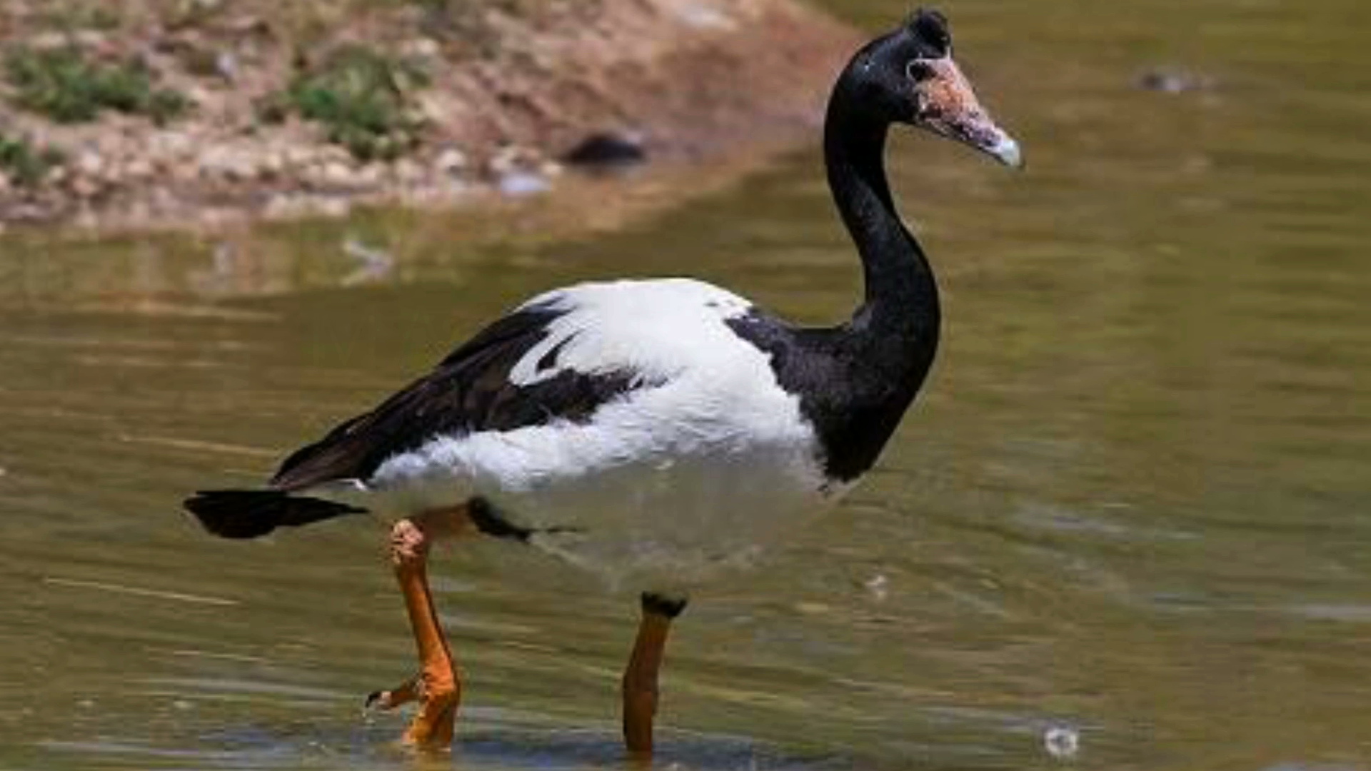 Tamias seasons video about Magpie Goose